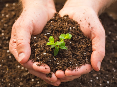 The Best Soil for a Home-Based Plant Business
