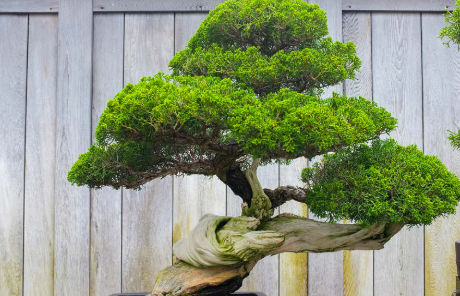 Bonsai Trees High-Value Plants You Can Grow for Profit