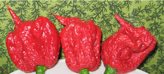 carolina reaper chillies High-Value Plants You Can Grow for Profit