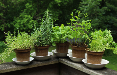 culinary herbs High-Value Plants You Can Grow for Profit
