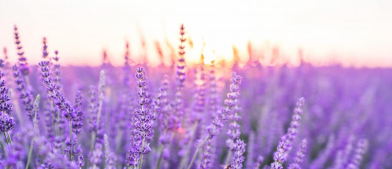 Lavender High-Value Plants You Can Grow for Profit