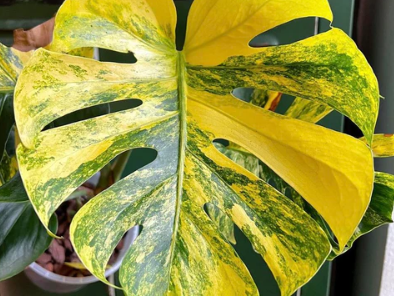 Variegated Monstera High-Value Plants You Can Grow for Profit