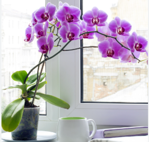 Orchids High-Value Plants You Can Grow for Profit