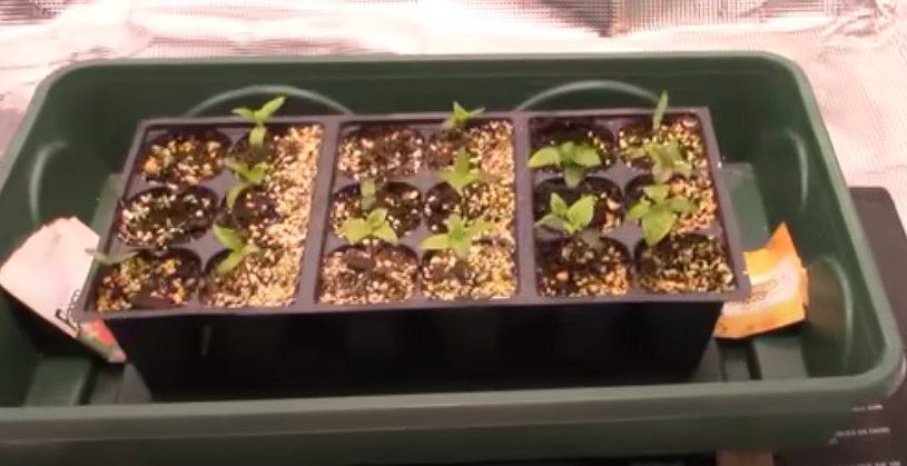 When to remove propogation box lid