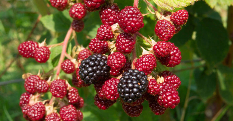 Raspberries & Blackberries High-Value Plants You Can Grow for Profit