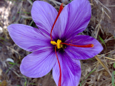 Saffron High-Value Plants You Can Grow for Profit
