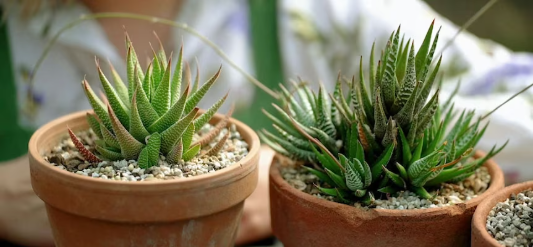 Succulents High-Value Plants You Can Grow for Profit