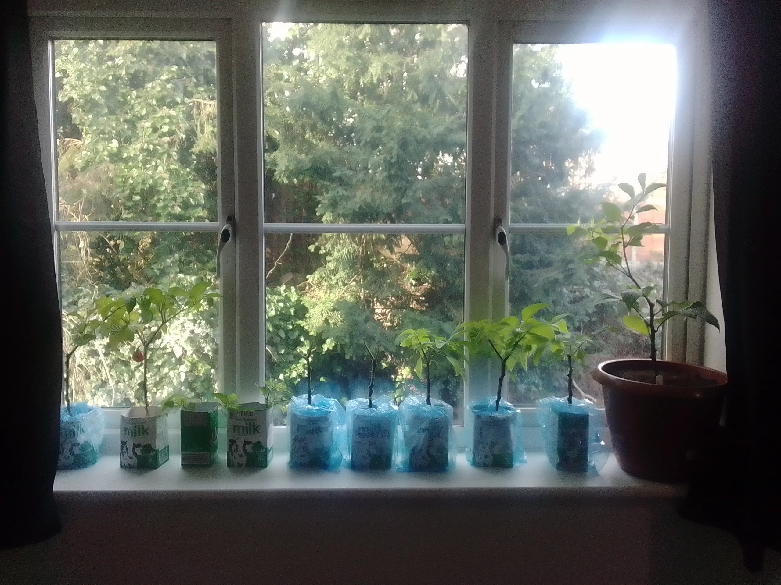 Growing Pepper Plants for Profit: Carolina Reaper & Scotch Bonnet