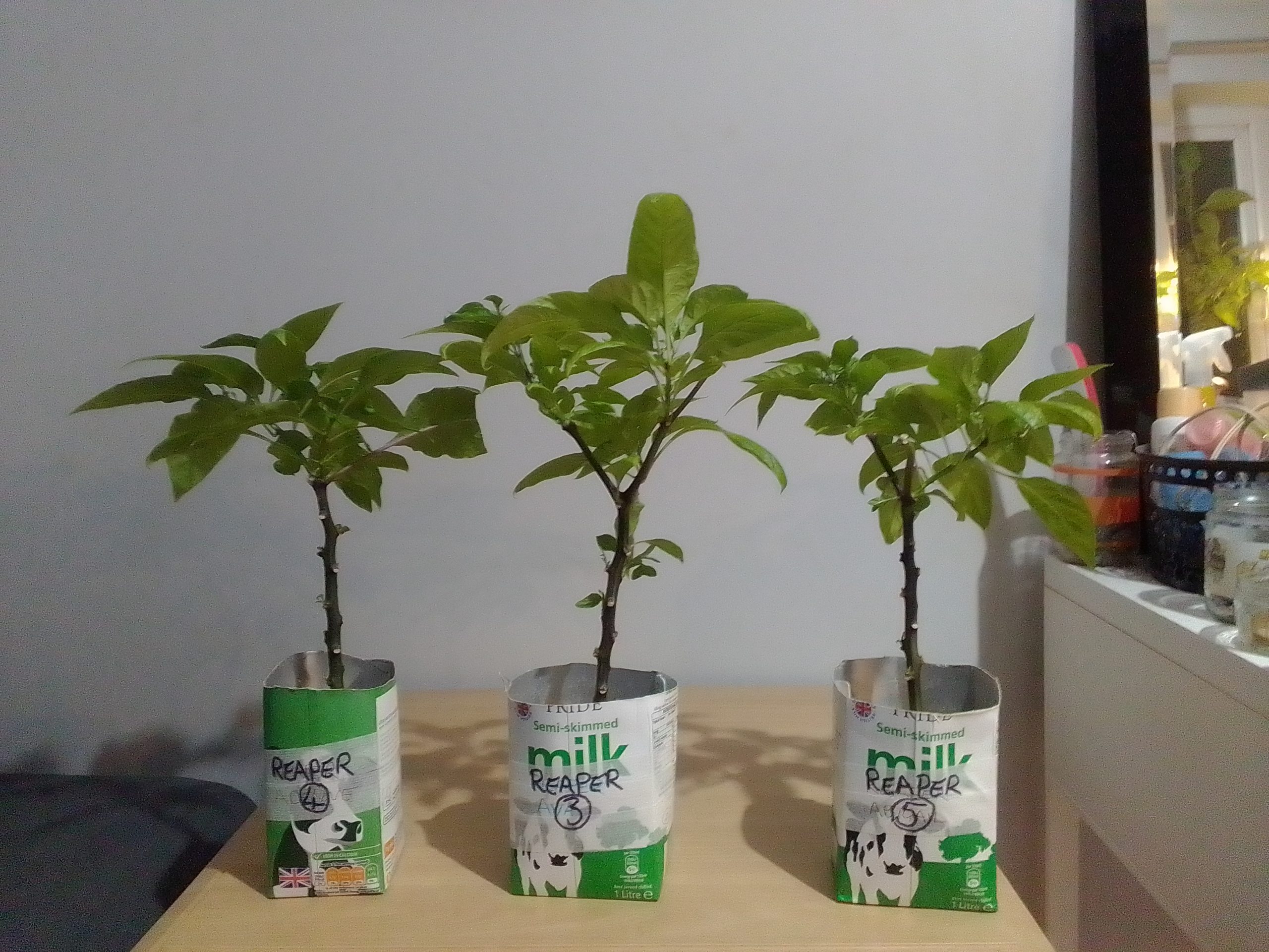 Growing and Selling Plants from Home